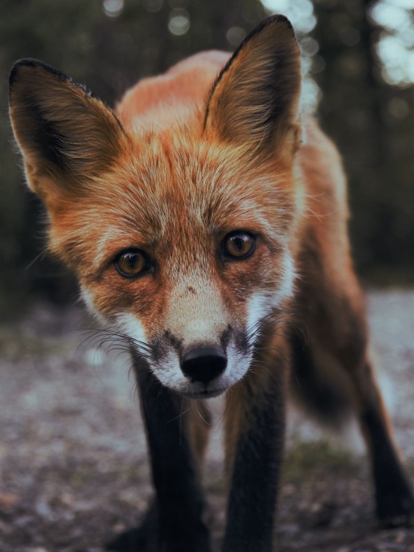 A fox staring at the camera